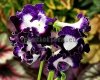 Streptocarpus DS-PEGAS 